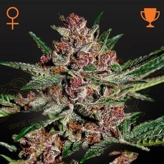 Bubba Kush (Greenhouse Seeds)