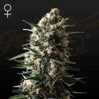 Bubba Slush (Greenhouse Seeds)