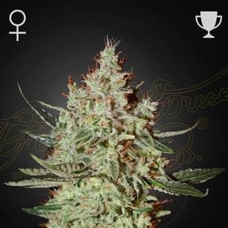 GH Cheese (Greenhouse Seeds)
