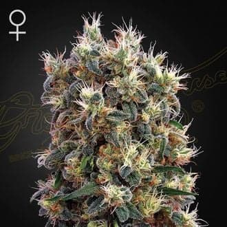 The Church (Greenhouse Seeds)