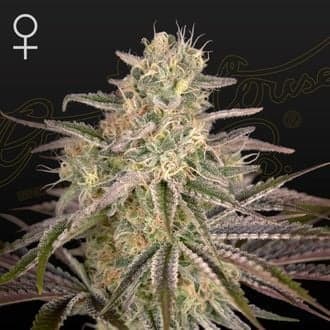 Cloud Walker (Greenhouse Seeds)
