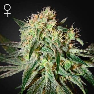 Damn Sour (Greenhouse Seeds)