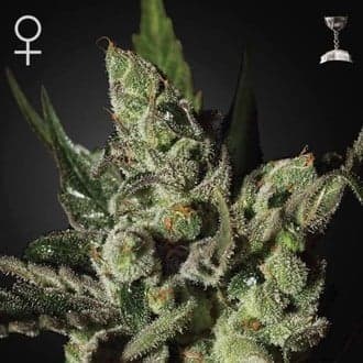 Exodus Cheese (Greenhouse Seeds)