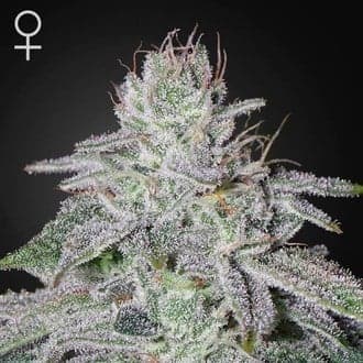 Franco's Lemon Cheese (Greenhouse Seeds)