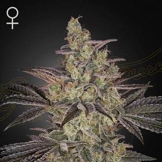 Frosted Guava Auto (Greenhouse Seeds)