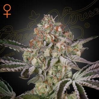 Great White Shark (Greenhouse Seeds)