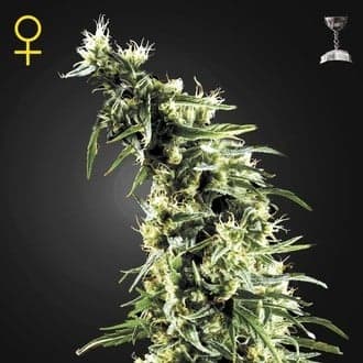 Hawaiian Snow (Greenhouse Seeds)