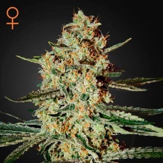Himalaya Gold (Greenhouse Seeds)