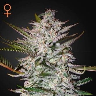 Holy Punch (Greenhouse Seeds)