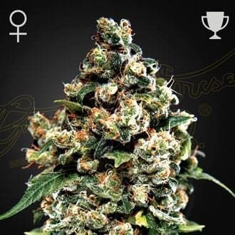 Jack Herer (Greenhouse Seeds)