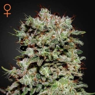 Kalashnikova (Greenhouse Seeds)