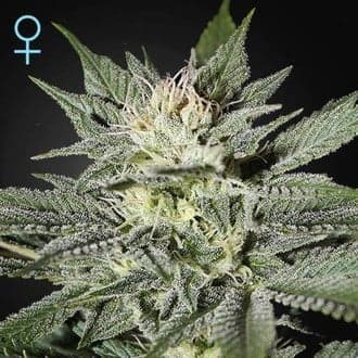 King's Kush CBD (Greenhouse Seeds)