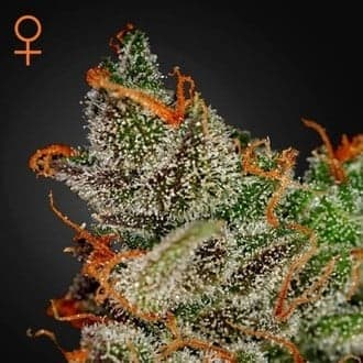 King's Kush (Greenhouse Seeds)