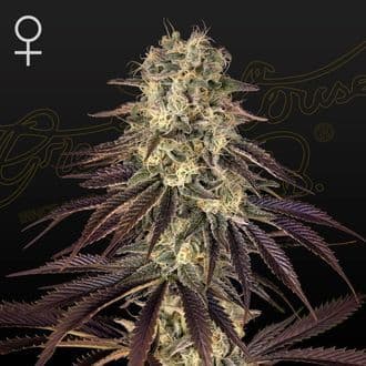 Kong's Krush (Greenhouse Seeds)