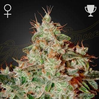 Lemon Skunk (Greenhouse Seeds)