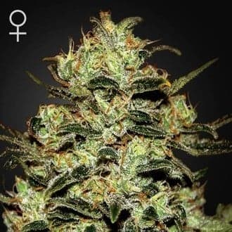 Moby Dick (Greenhouse Seeds)