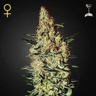 Neville's Haze (Greenhouse Seeds)
