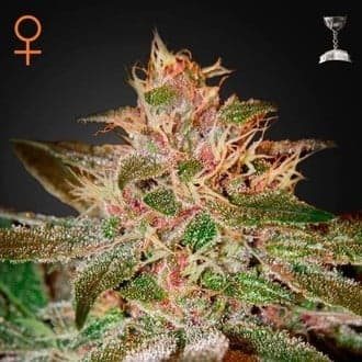 Pure Kush (Greenhouse Seeds)