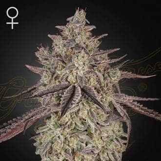 Skywalker Auto (Greenhouse Seeds)
