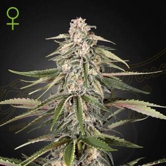Super Bud (Greenhouse Seeds)