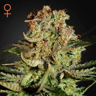 Super Critical (Greenhouse Seeds)