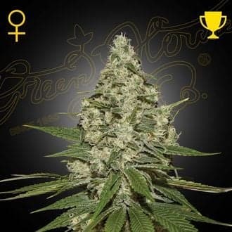 Super Lemon Haze (Greenhouse Seeds)