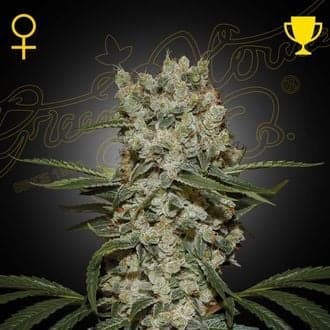 Super Silver Haze (Greenhouse Seeds)