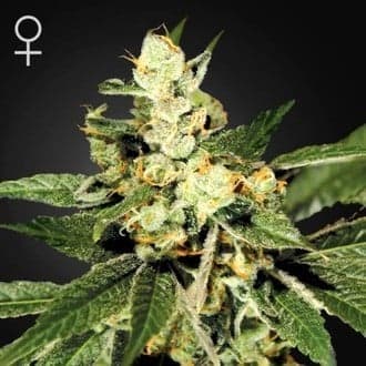 Train Wreck (Greenhouse Seeds)