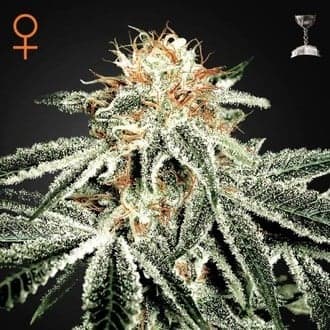 White Widow (Greenhouse Seeds)