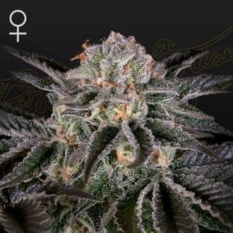 Wonder Pie (Greenhouse Seeds)