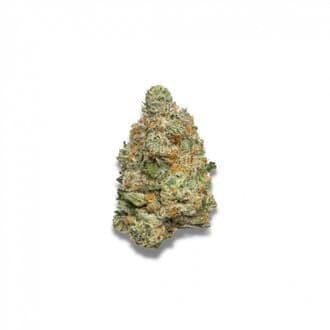 Apple Fritter Autoflower (Growers Choice)