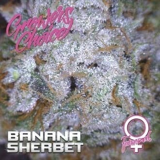 Banana Sherbet (Growers Choice)