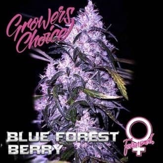 Blue Forest Berry (Growers Choice)