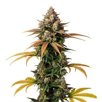 Brain Damage (Growers Choice)