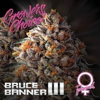 Bruce Banner III (Growers Choice)