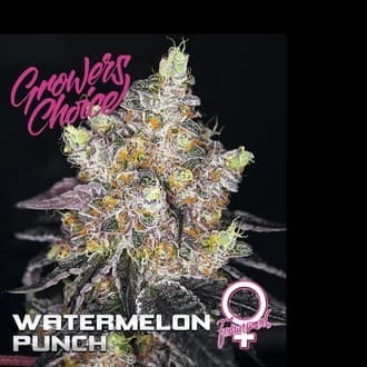 Watermelon Punch (Growers Choice)
