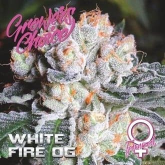 White Fire OG (Growers Choice)