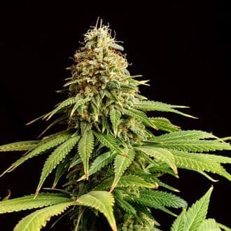Hellfire OG (Kannabia)