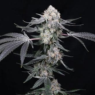 High Society (Compound Genetics)