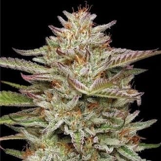Banana OG Auto (Humboldt Seed Company)
