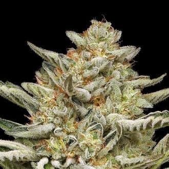OG Triploid Auto (Humboldt Seed Company)