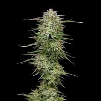 Pound Town Auto (Humboldt Seed Company)