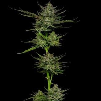 Sour Apple Auto (Humboldt Seed Company)