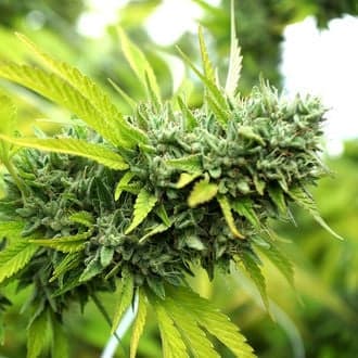 Mango OG Auto (Humboldt Seed Organization)