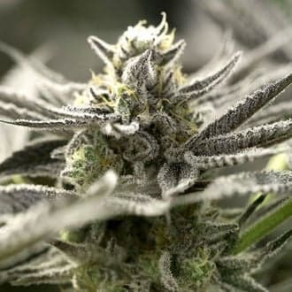 OGKZ Auto (Humboldt Seed Organization)