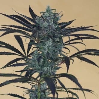 Blueberry Headband (Humboldt Seed Organization)
