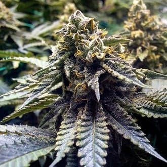 Chocolate Mint OG 2.0 (Humboldt Seed Organization)