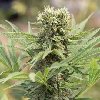 Dedoverde Haze (Humboldt Seed Organization)