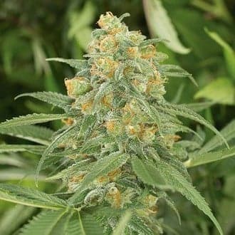 Green Crack 2.0 (Humboldt Seed Organization)