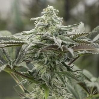 Lemon Citron (Humboldt Seed Organization)